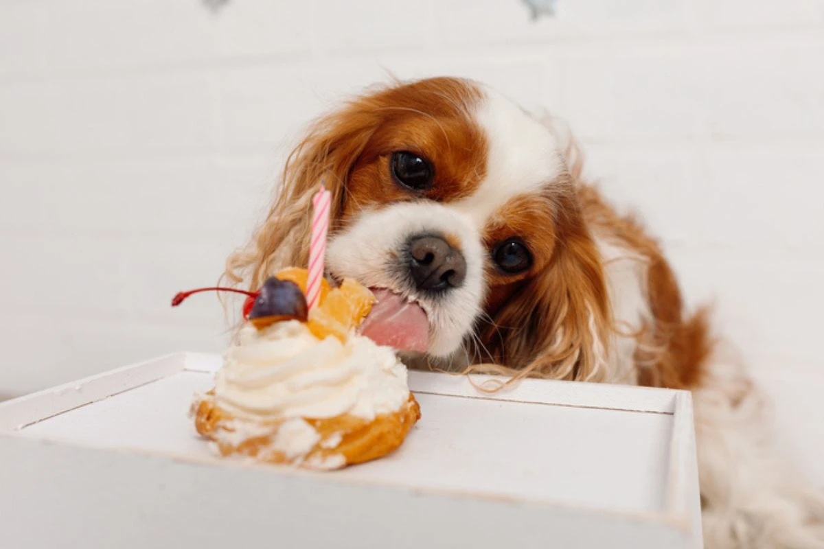 Quitute comum pode causar inflamação grave nos cães; veja qual