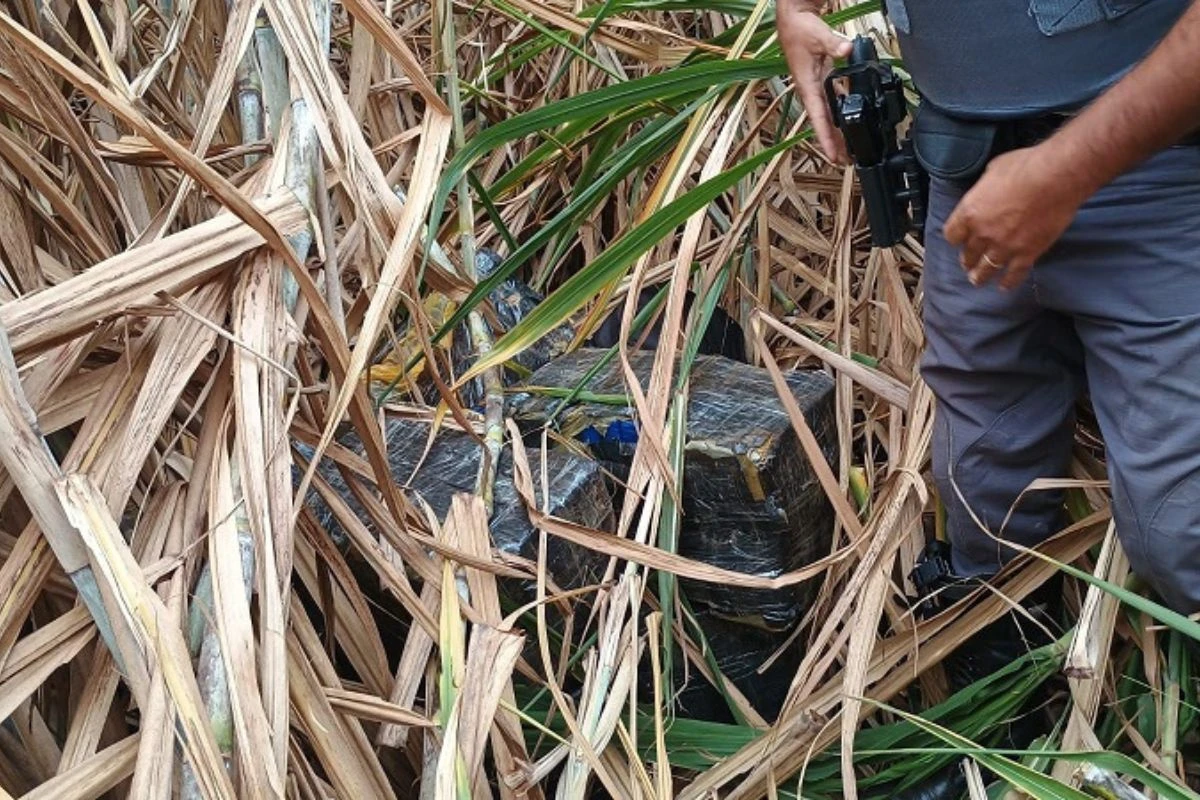 Homem tenta esconder 200 kg de droga em plantação de cana e é preso
