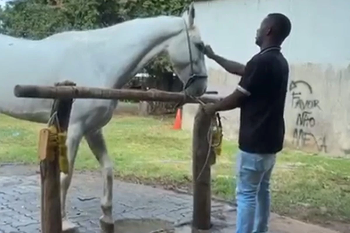 Vídeo mostra homem agredindo cavalo com “cascudo” na cabeça em haras no DF