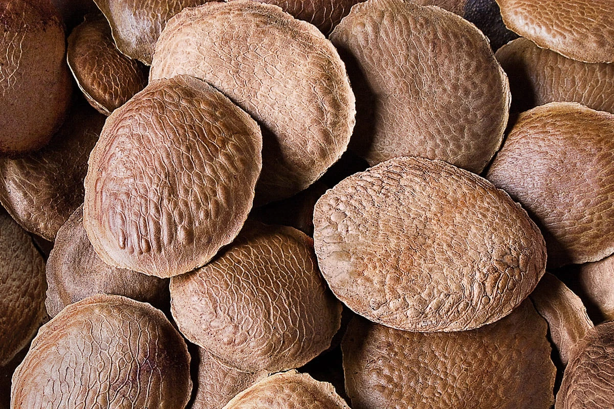 Chá anti-inflamatório de semente pode aliviar dor articular e muscular