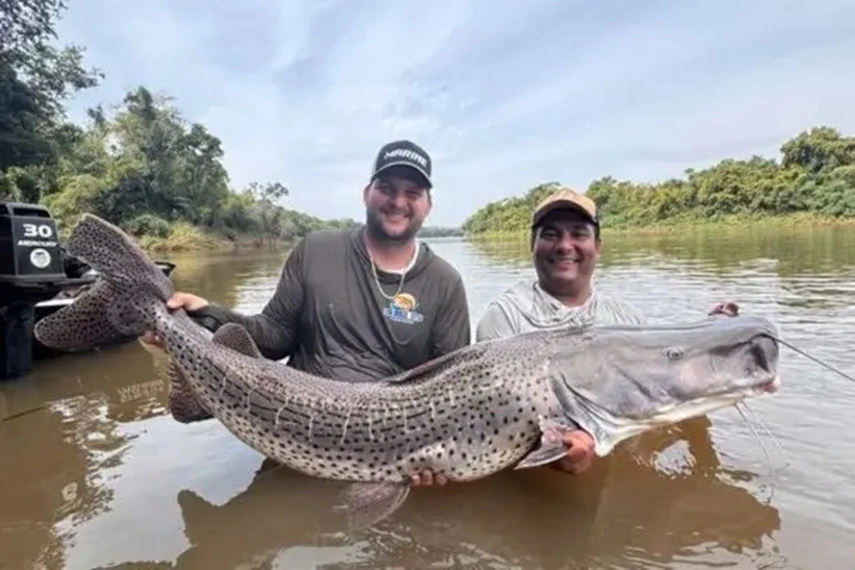 Dupla pesca pintado de 50 kg: “Todo mundo se emocionou”. Vídeo