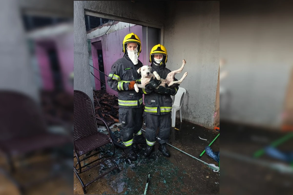 Bombeiros resgatam cachorros durante incêndio em casa no Entorno do DF