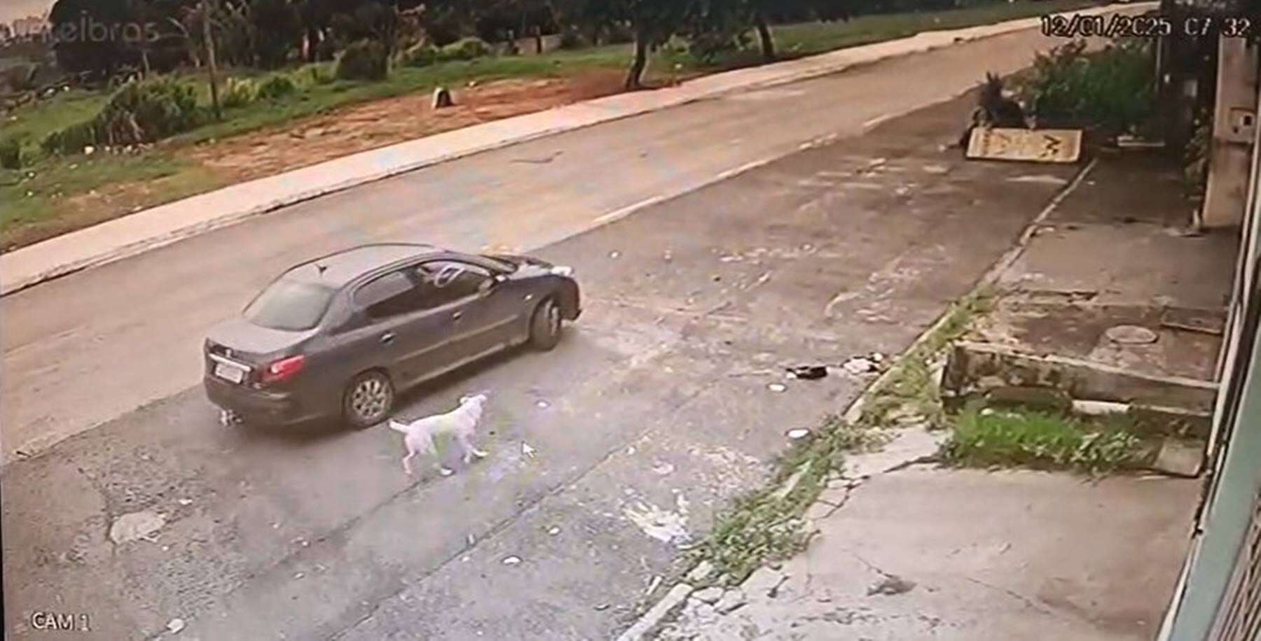 Casal que abandonou cadela com filhotes em rua do DF é indiciado