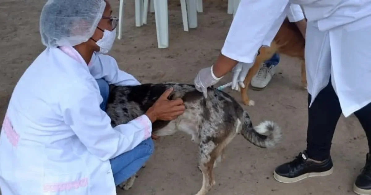 Cães e gatos: 5 regiões do DF vacinam contra a raiva neste sábado