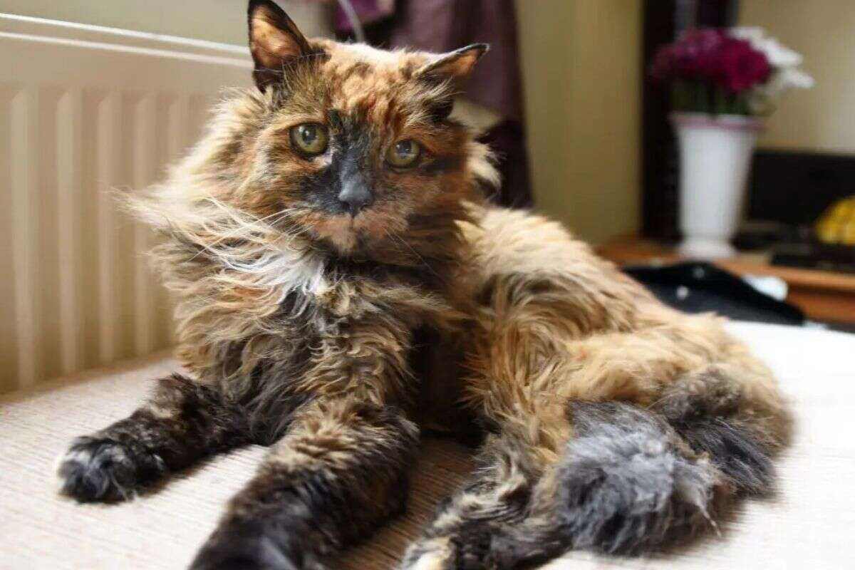 Rosie, gata considerada a mais velha do mundo, morre aos 33 anos