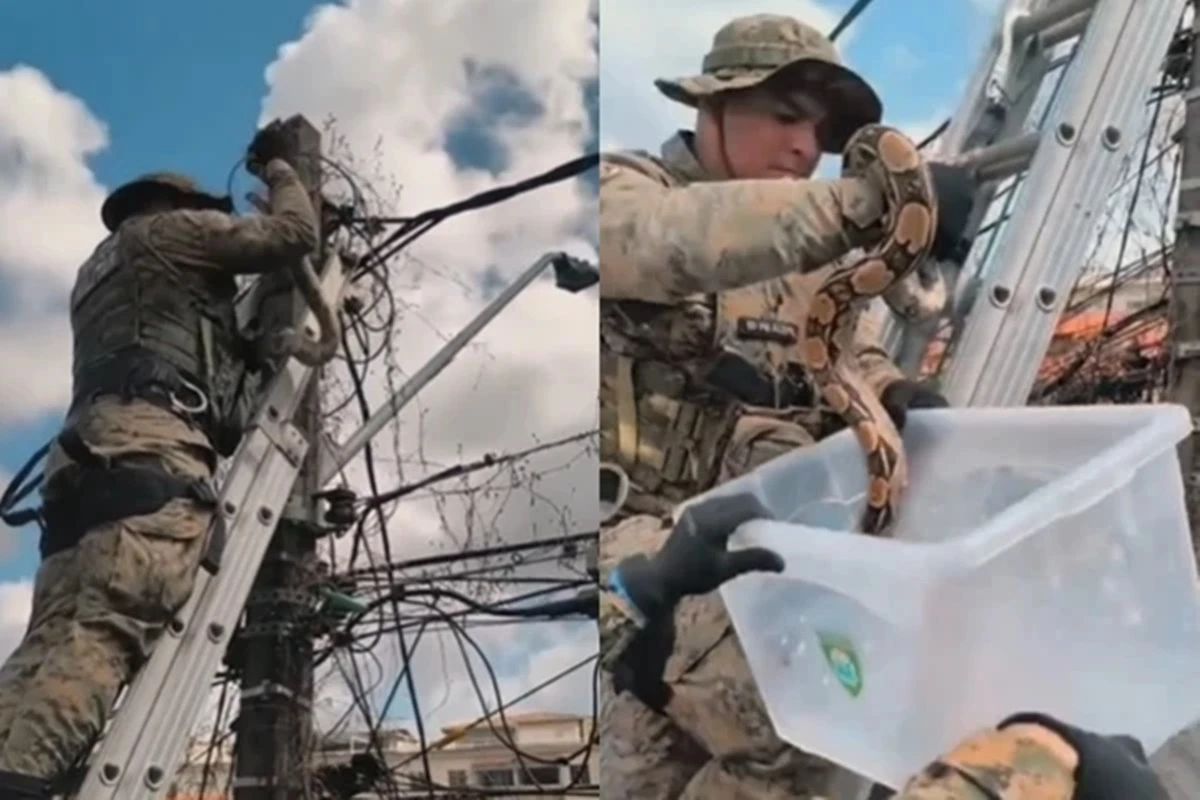 Jiboia é encontrada em poste de energia próximo a escola de Salvador