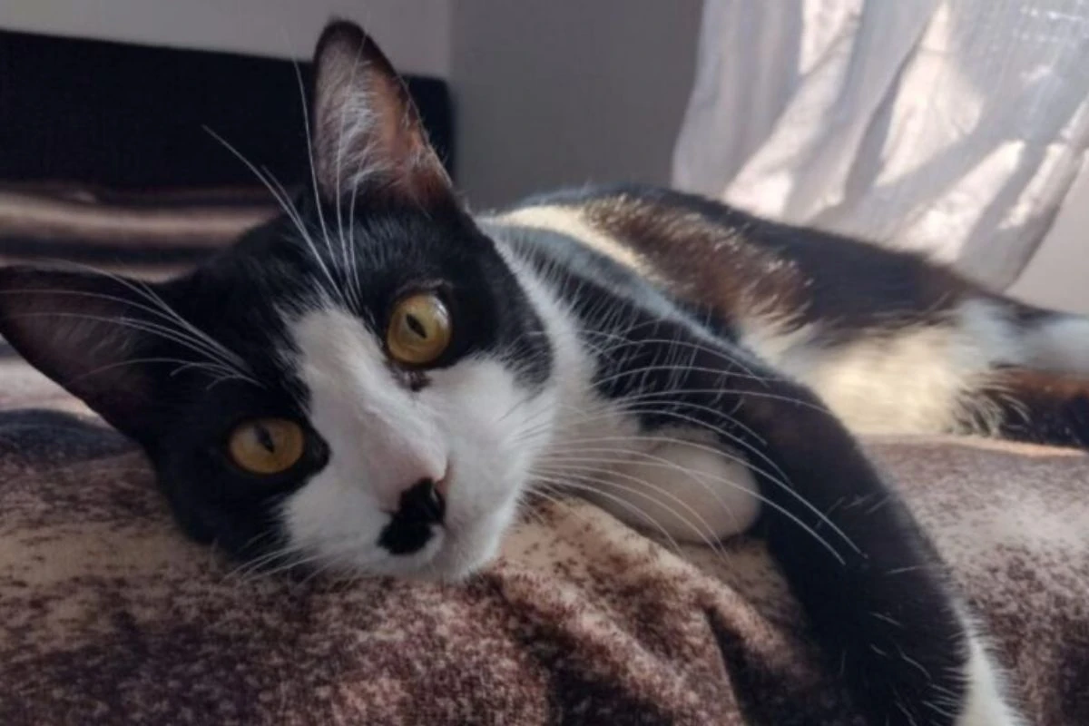 Gato é resgatado por tutores graças ao microchip meses após sumiço