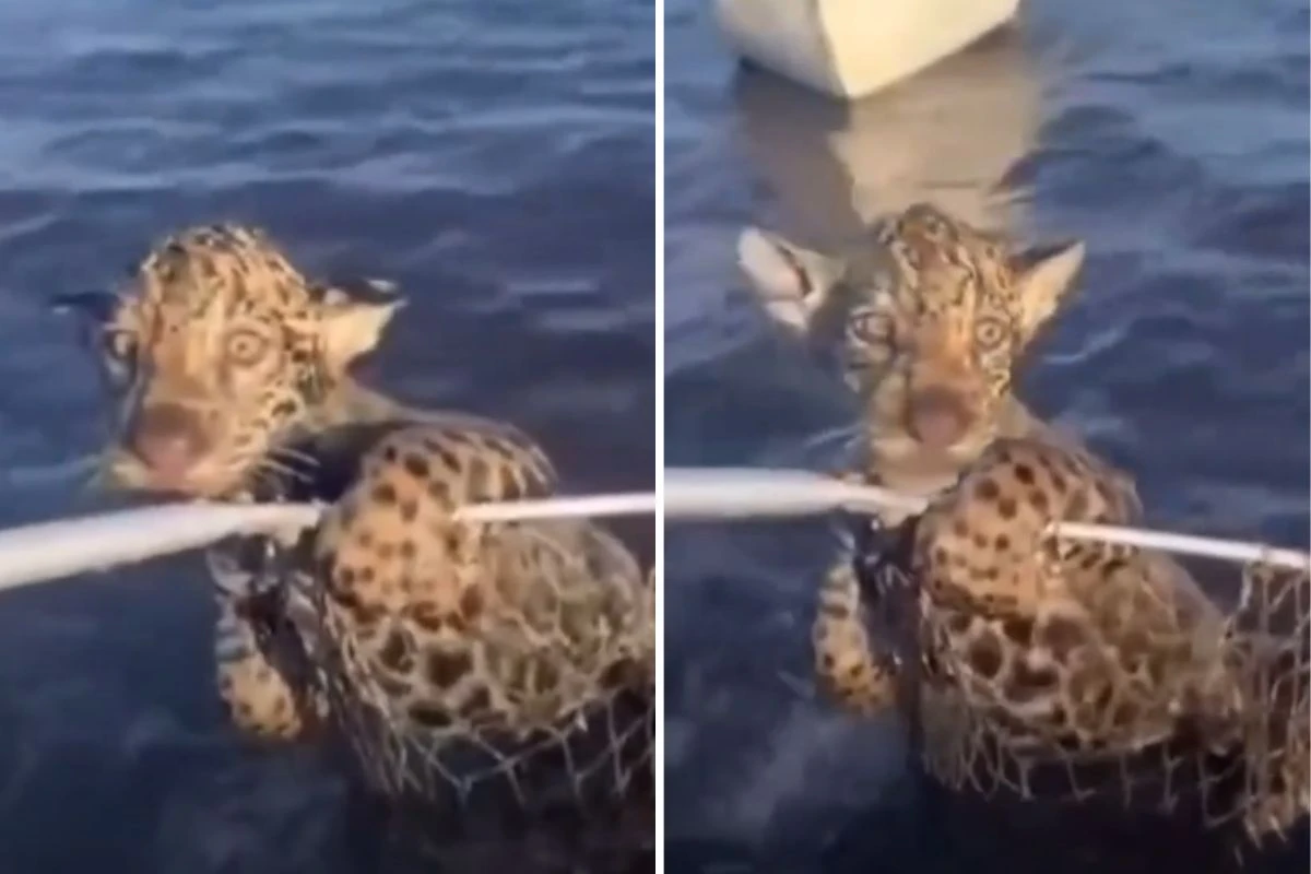 Vídeo: perdido da mãe, filhote de onça é resgatado de rio por pescador