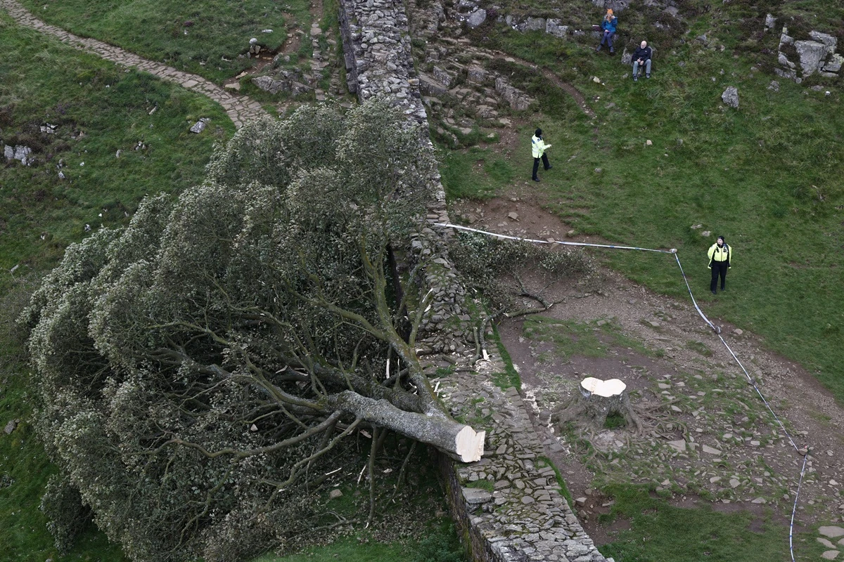 Árvore de Robin Hood: dupla é condenada por “vandalismo irracional”