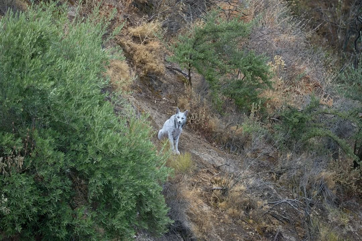 Animal extremamente raro é flagrado por fotógrafo amador; veja foto