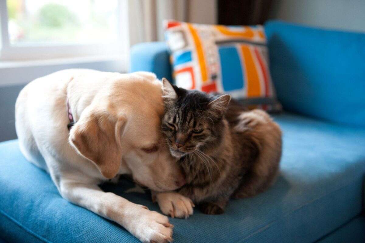 Cadela resgatada auxilia tutora a cuidar de gatos em adoção temporária