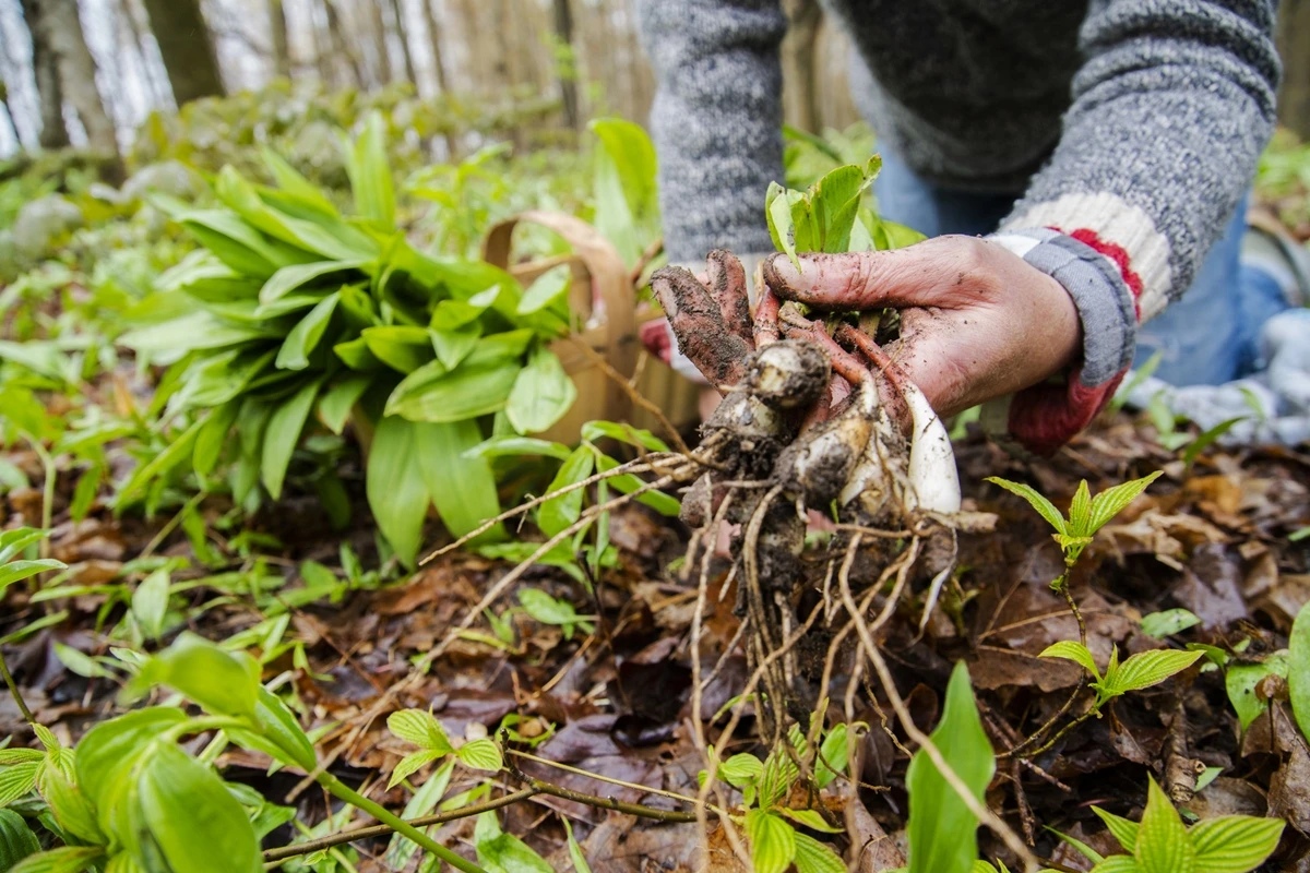 Saiba plantar vegetal que ajuda na digestão e melhora a imunidade