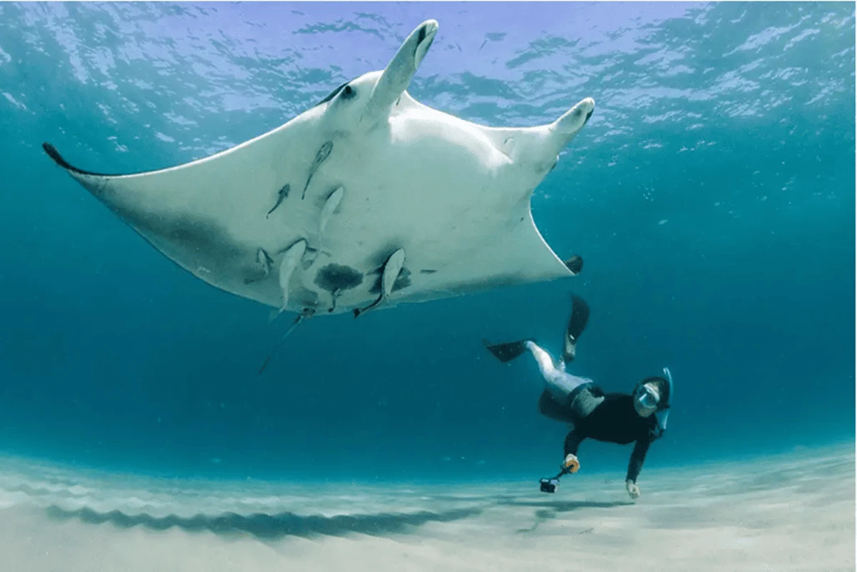 Nova espécie de raia descoberta é nomeada em homenagem à sereia Iara