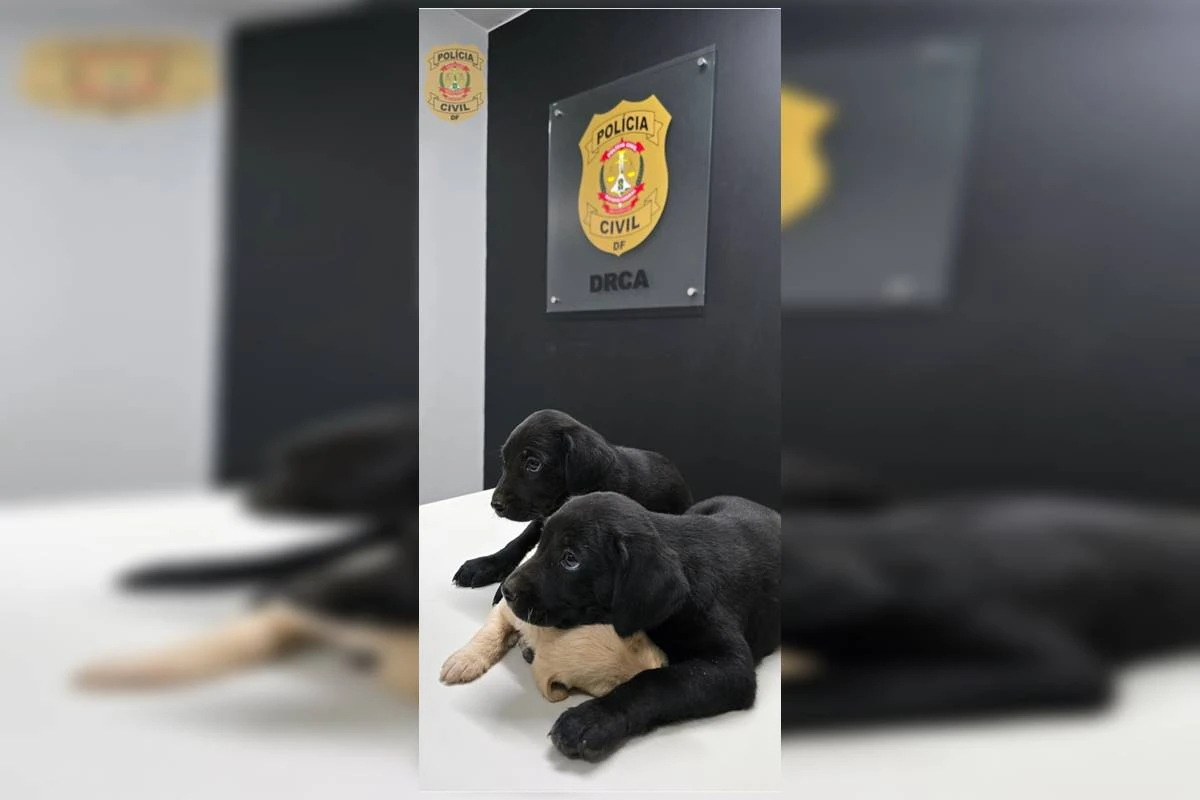 Polícia localiza homem que abandonou filhotes em frente a escola no DF