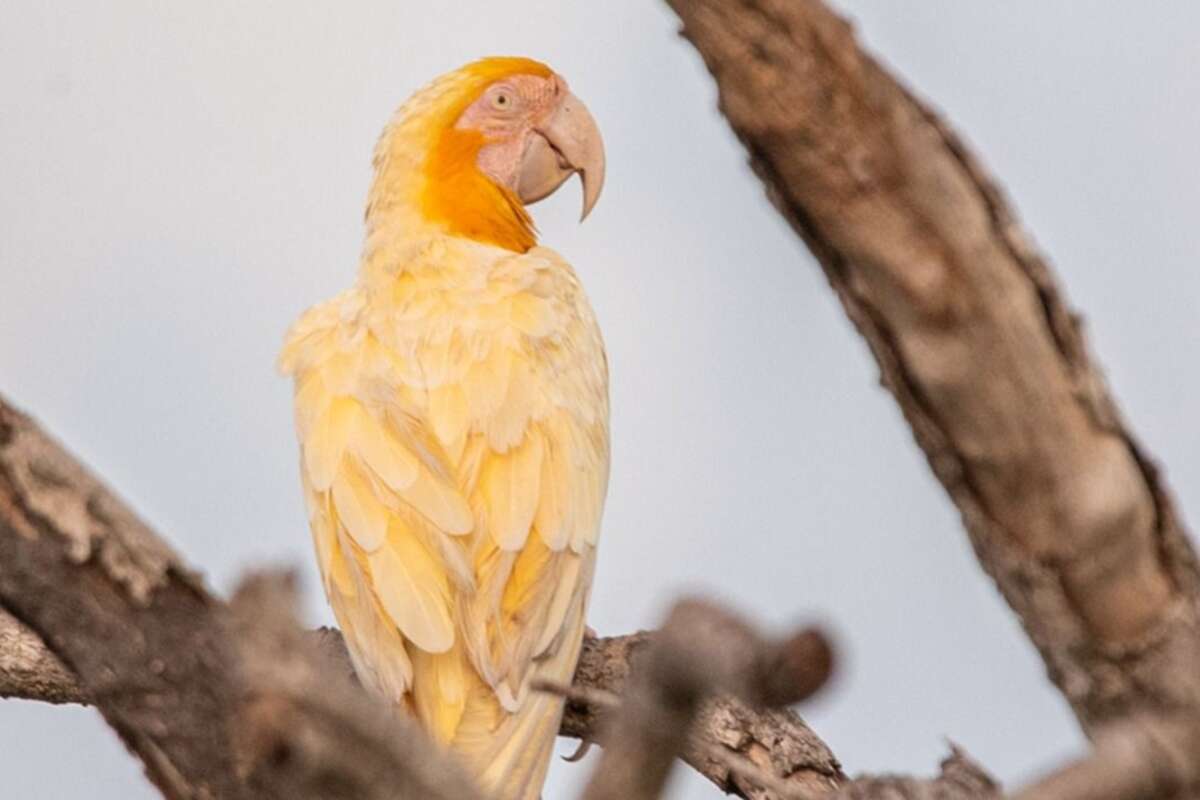 Arara-canindé de cor raríssima é vista em cidade de Tocantins. Confira