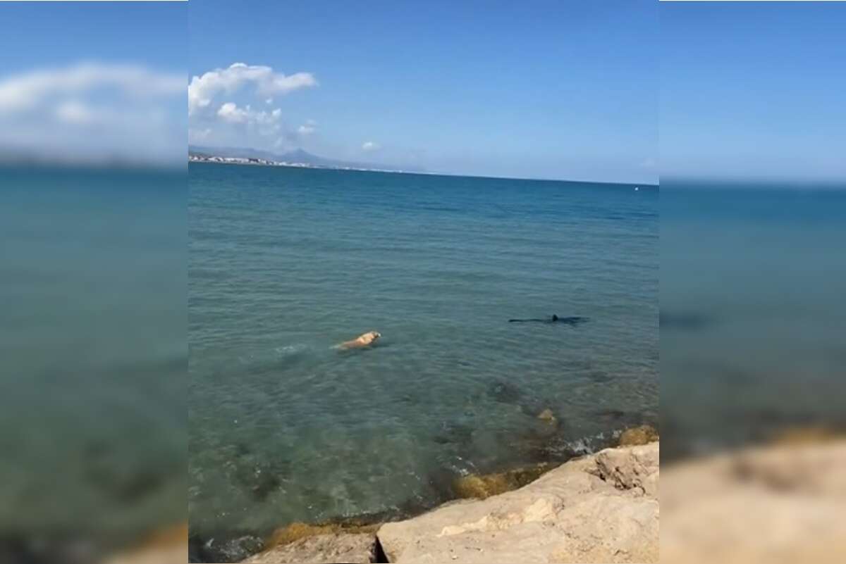 Vídeo: cachorro pula no mar e morde cauda de tubarão