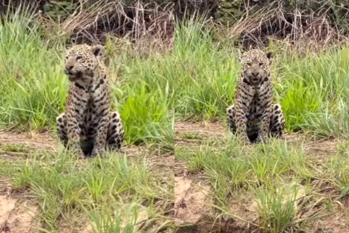 Vídeo de onça-pintada chamando pelo filhote viraliza; assista
