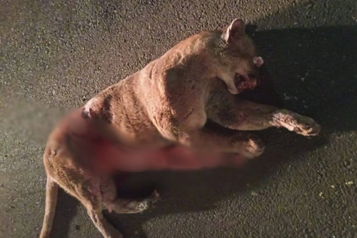 Onça morre ao ser atropelada em rodovia no interior de SP. Veja
