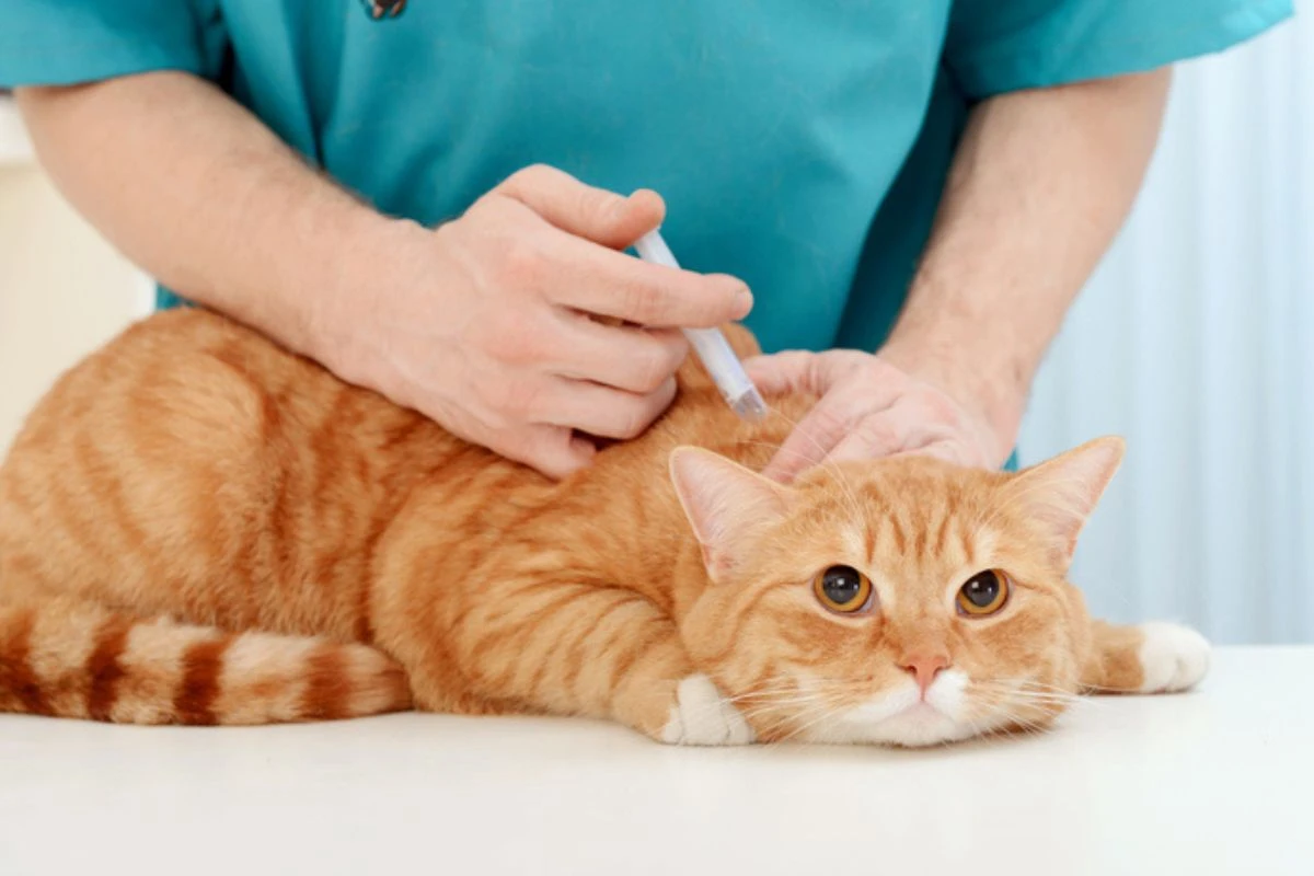 Julho Dourado: conheça as diferentes vacinas para cães e gatos