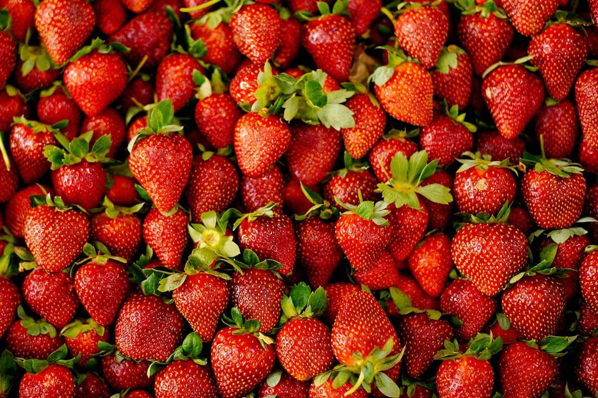 Morango: saiba principais benefícios de incluir fruta na dieta