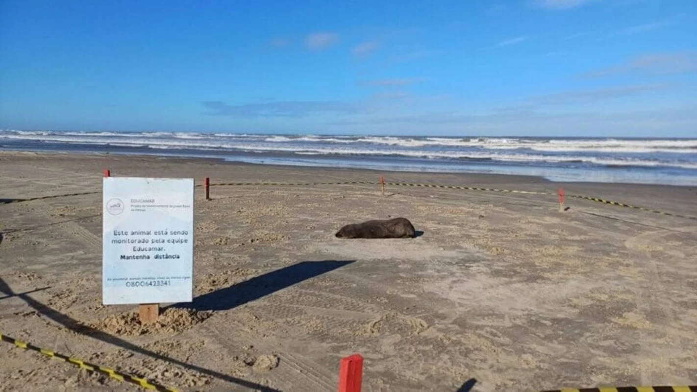 Vídeo: lobos-marinhos são flagrados tomando sol em praias do Sul de SC