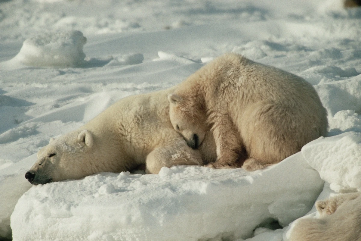 Por que alguns animais hibernam e como sobrevivem ao frio extremo
