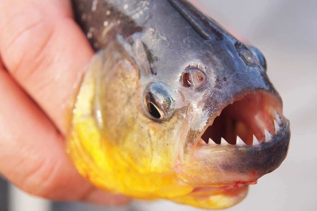 Ataque de piranhas em represa no interior de SP deixa 6 feridos