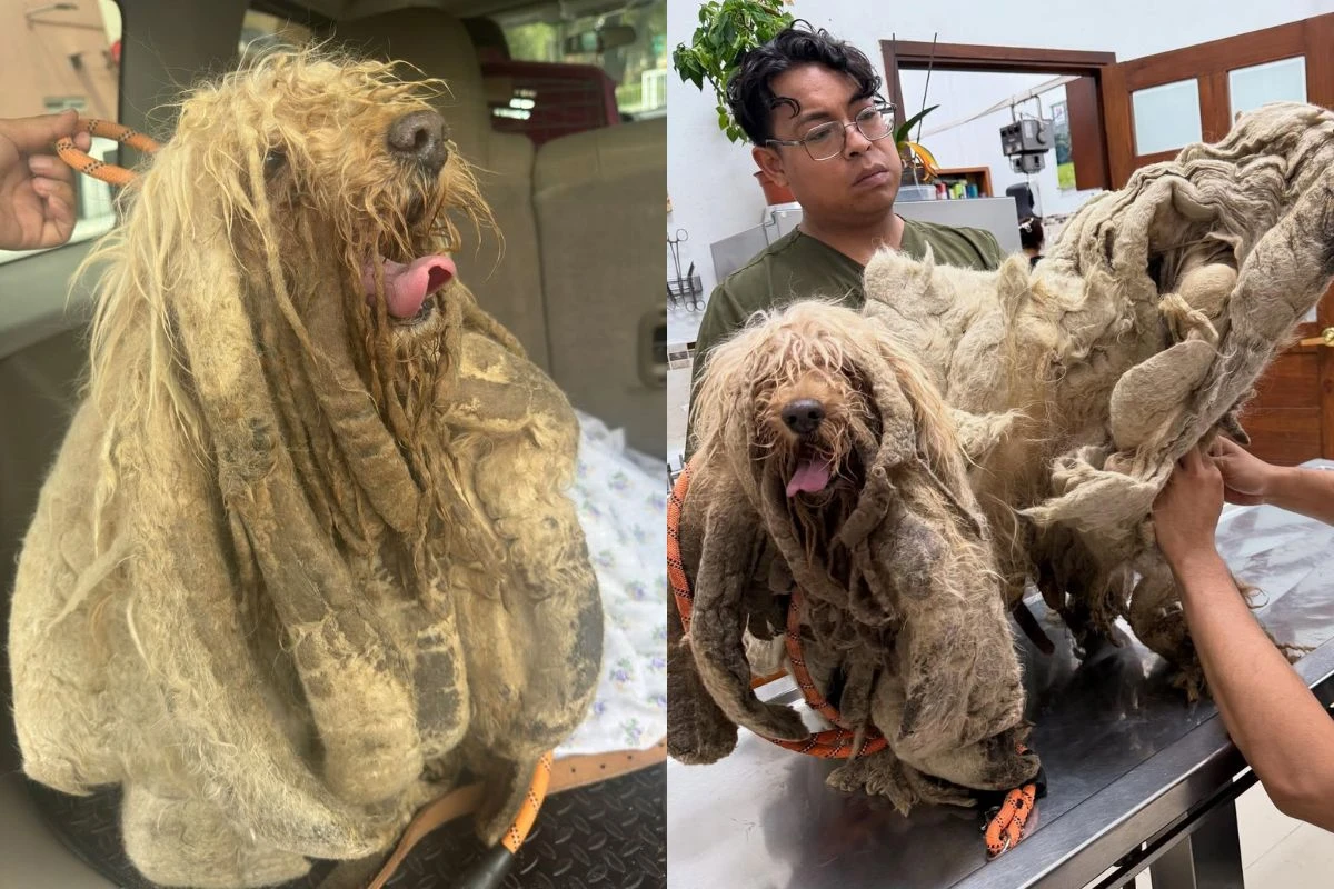 Vítima de maus-tratos, cachorro com quase 5 kg de pelo é resgatado