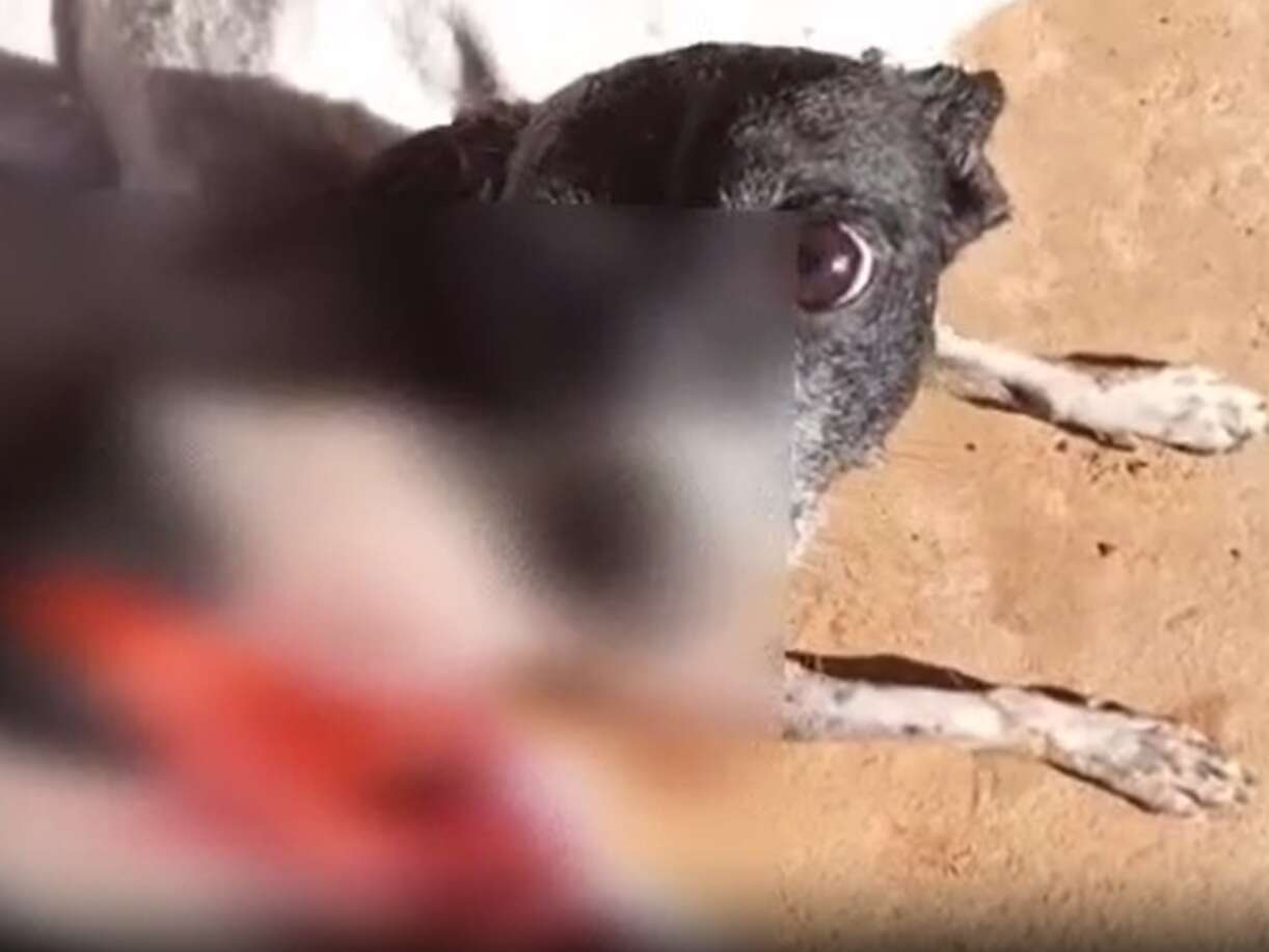 Vídeo: cadela é atacada por pit-bull e tutora pede ajuda para remédios