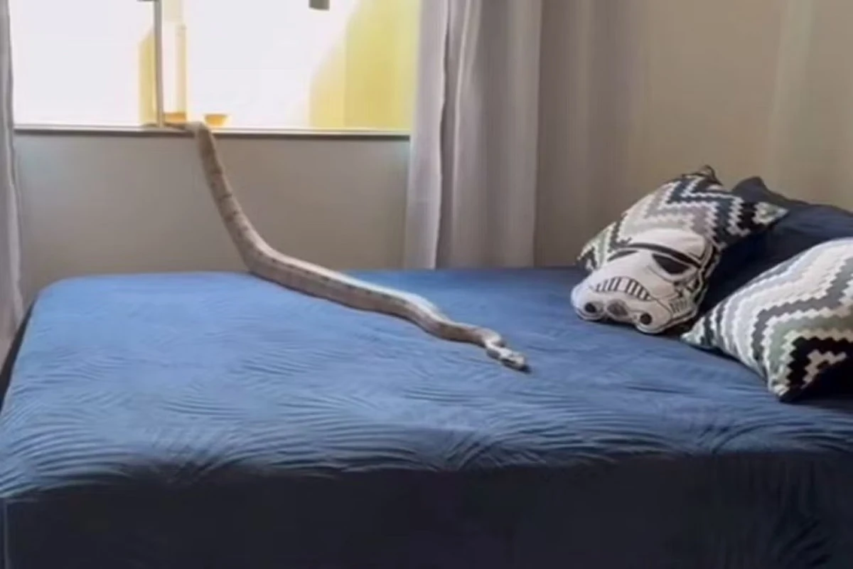 Vídeo: mulher leva susto ao encontrar jiboia de 1,5 m em cima da cama