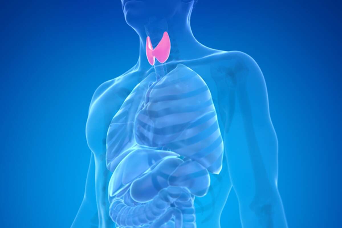 A culpa é da tireoide? Veja como a glândula interfere no ganho de peso