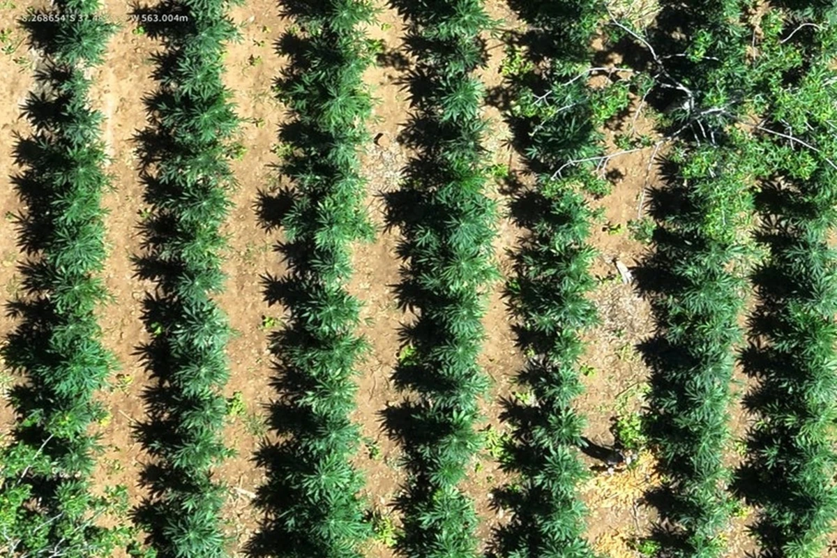 PF: 150 mil pés de maconha são destruídos no Sertão de Pernambuco