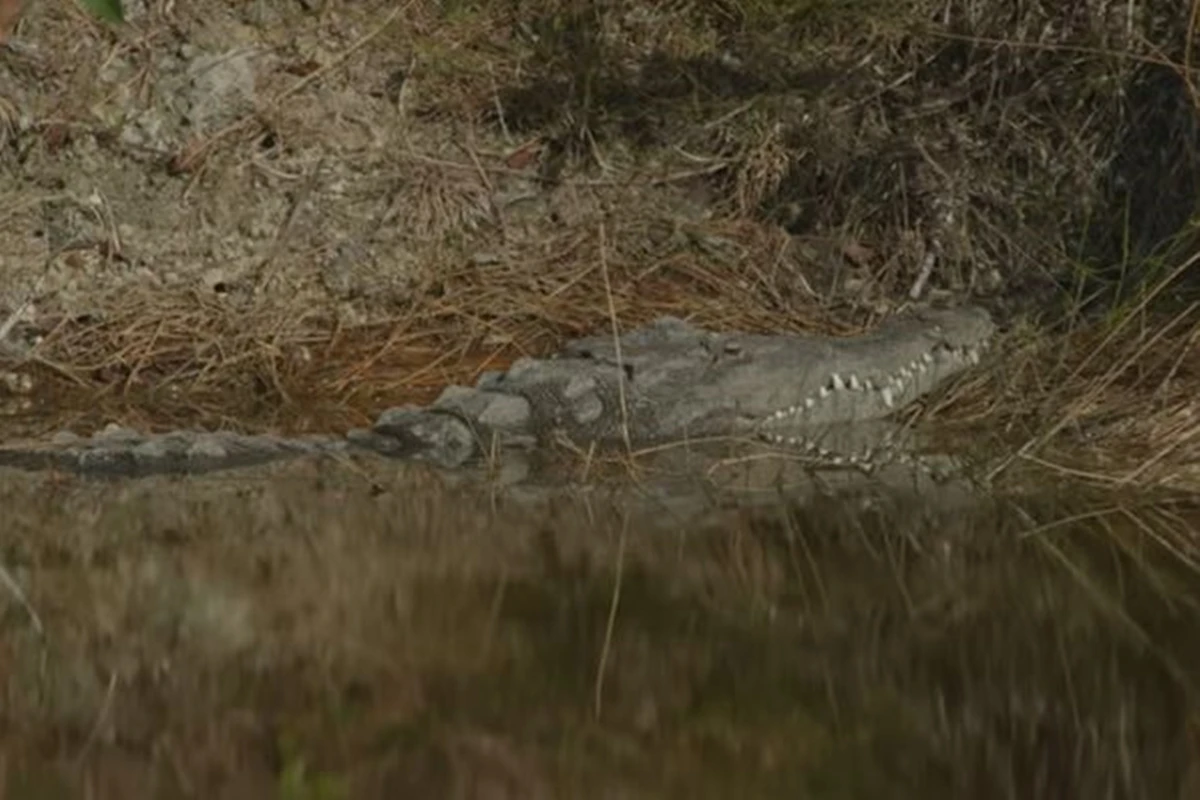 Crocodilos radioativos? Usina nos EUA vira moradia de répteis raros