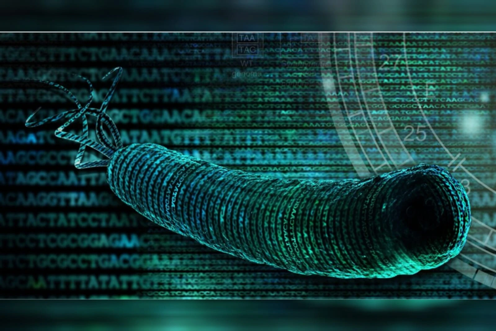 Cientistas criam ser vivo com DNA mais simplificado de todos os tempos