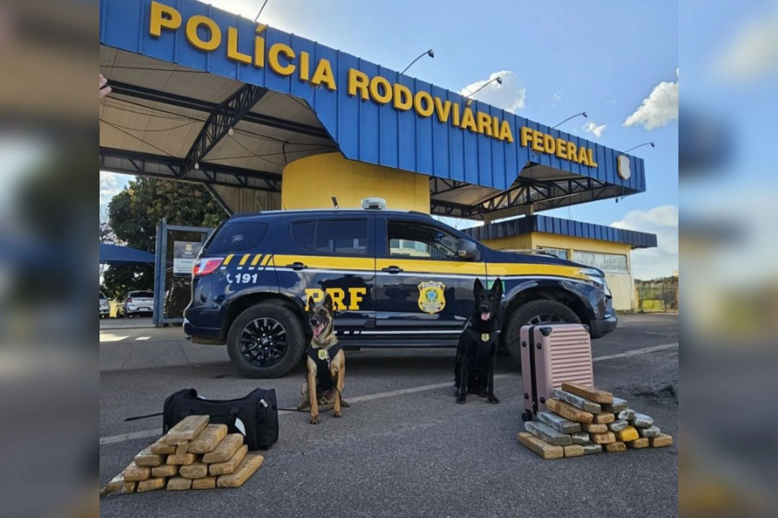 Cães da PRF encontram 29 kg de maconha com passageiras de ônibus no DF