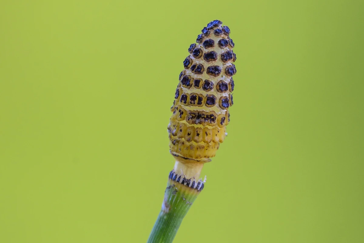 Sistema de planta que existe há 400 milhões de anos intriga cientistas