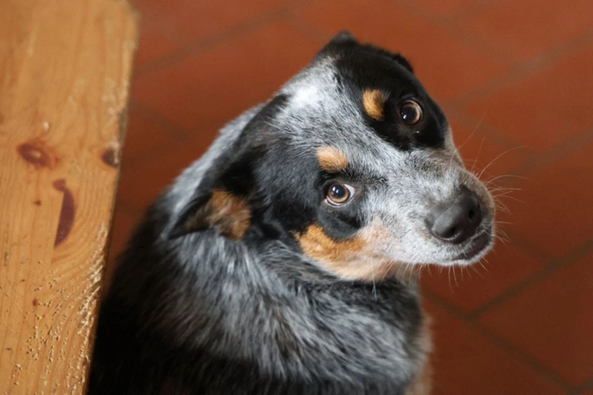 Longevos: expert revela as 7 raças de cães que vivem por mais tempo