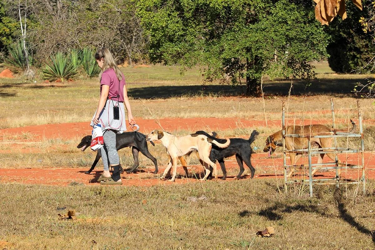 Após ataques, cachorros em situação de rua são resgatados na Asa Norte