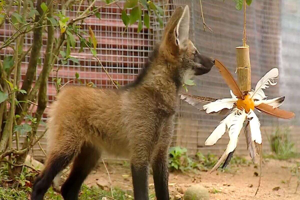 Gestação “surpresa” faz família de lobo-guará aumentar em zoológico