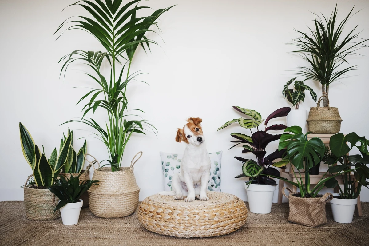 5 espécies ideais para quem é “pai de pet” e de planta ao mesmo tempo