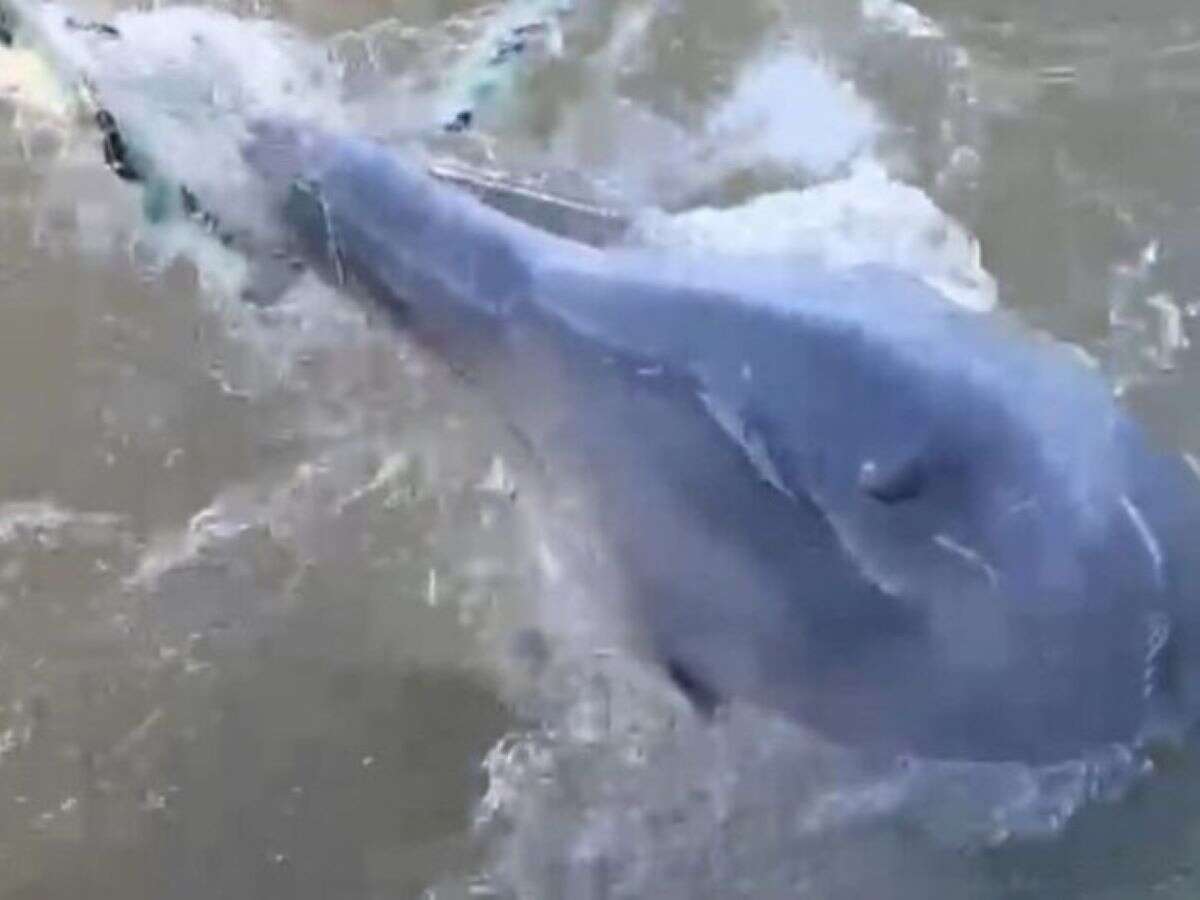 Golfinho é resgatado após ficar preso em rede de pesca ilegal. Vídeo