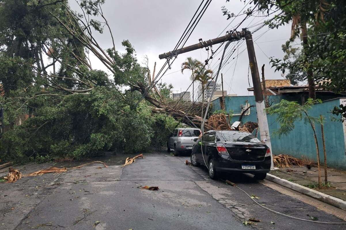 Enel diz que ventos chegaram a 80 km/h, com queda de árvores. Veja