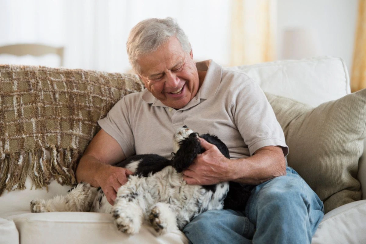 7 raças de cachorro que são ótimas companheiras para idosos; confira