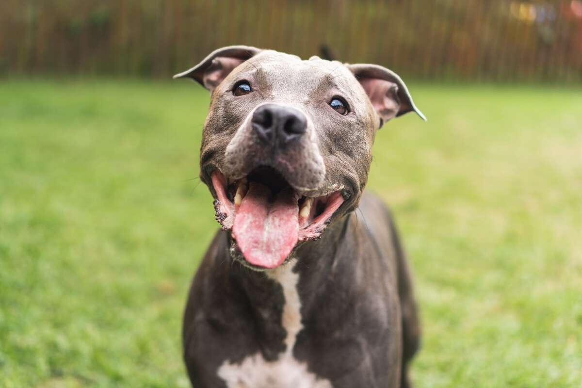 Oito fatos curiosos sobre os cachorros que todo mundo deveria saber