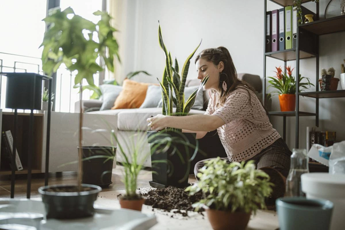Banho de floresta indoor: os benefícios de ter muitas plantas em casa