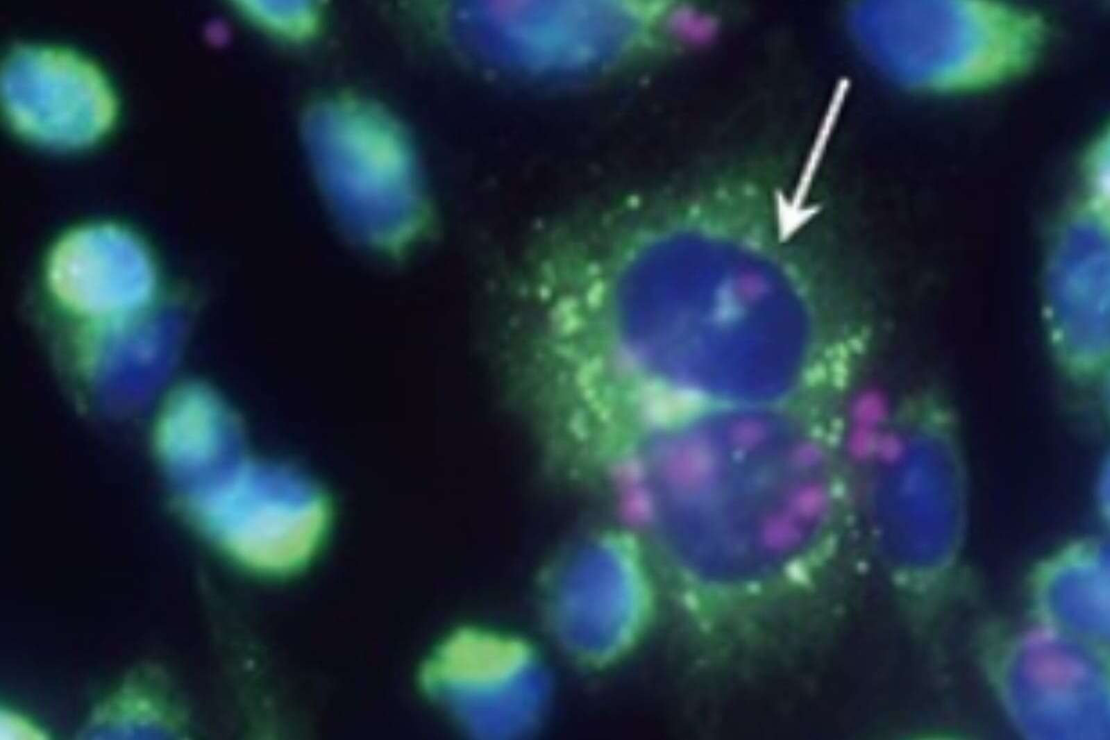 Cientistas criam células animais capazes de fazer fotossíntese