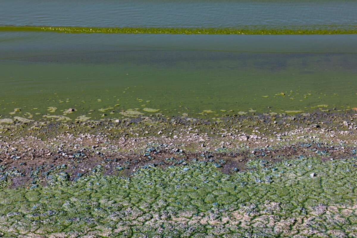 África: bactérias tóxicas deixam água do Lago Vitória verde