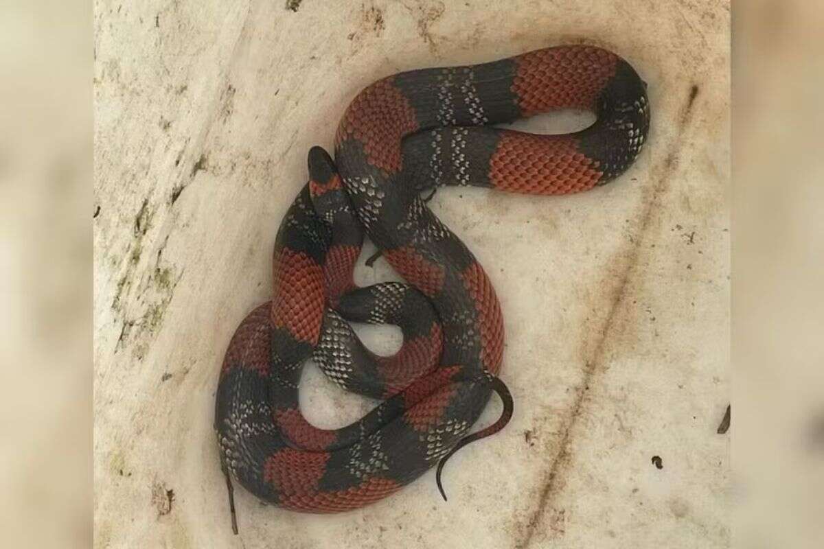 Cobra falsa-coral é encontrada atrás de máquina de lavar e resgatada