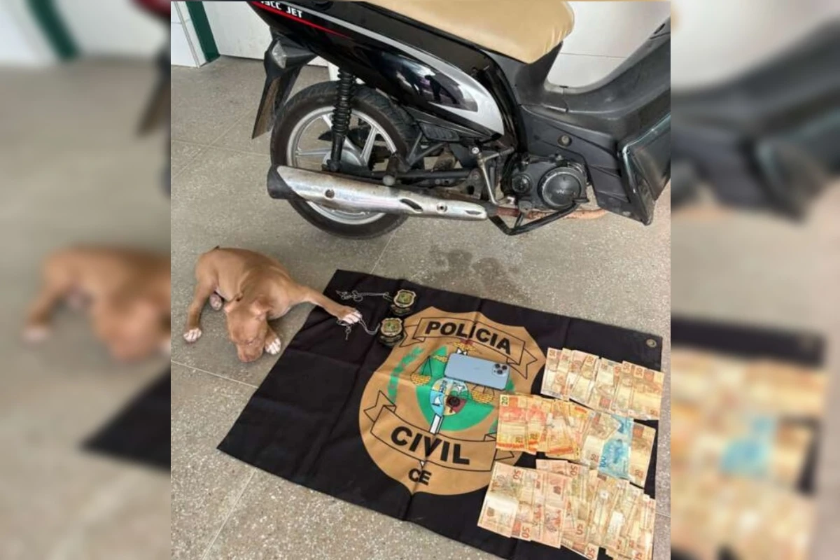 Babá furta R$ 30 mil de patrão para comprar pit-bull, moto e celular