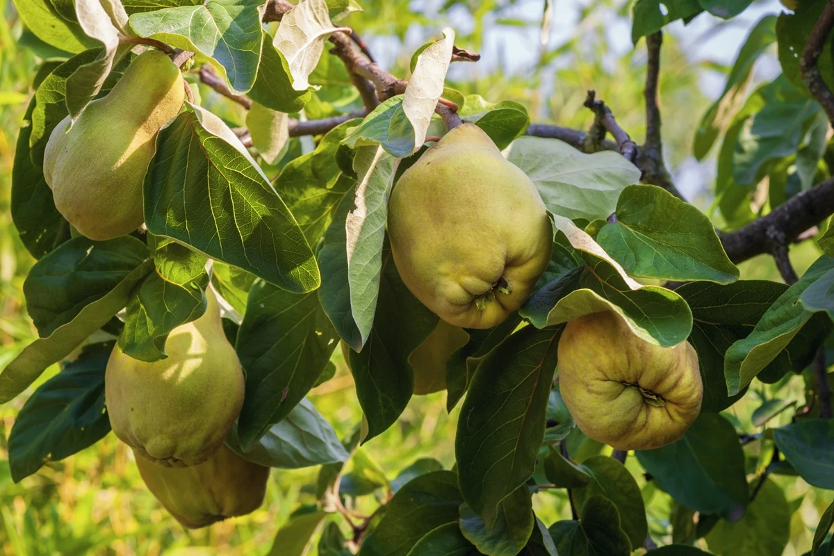 Como cultivar fruta anti-inflamatória rica em fibras e boa para saúde